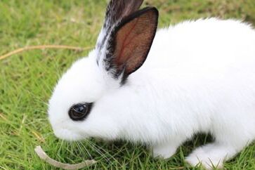 兔子的眼皮肿起来了