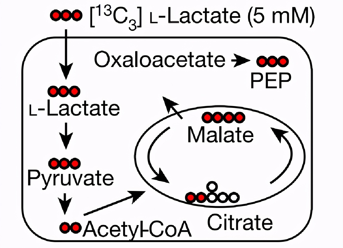 癌细胞竟能策反部分免疫细胞，产生乳酸喂养它们，让其为己所用