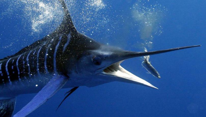 儿童画创意画鱼,儿童绘画鱼创意画