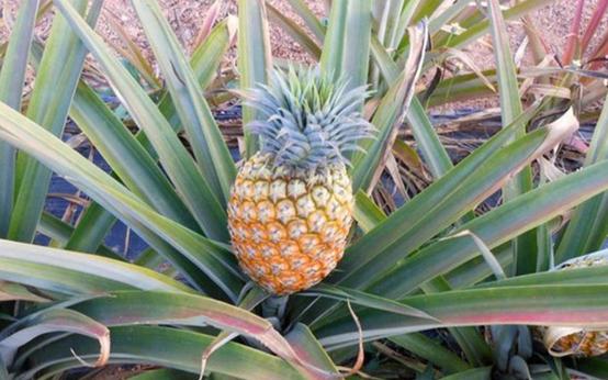 南国四大果品有哪几种,南国四大果菠萝