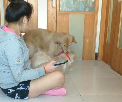 狗狗更爱主人还是幼崽,小狗狗知道主人爱它吗