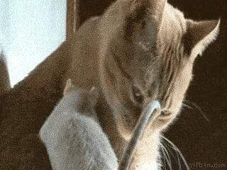 猫咪被陌生的狗舔了什么感受,被猫咪舔手指头是什么感觉