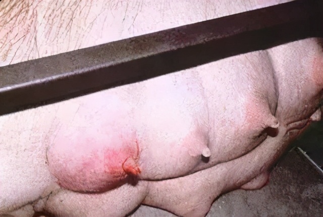 母猪产后容易遭受的2大疾病必看,母猪常见产后疾病的治疗原则