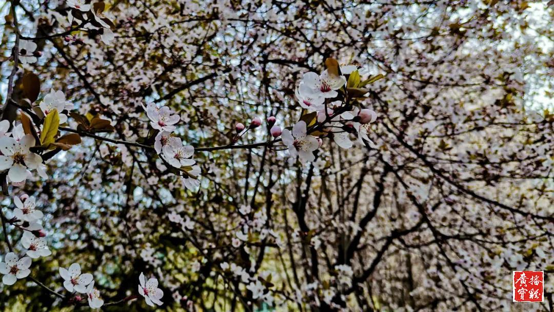 春天里的校园美景,春天里的校园很美