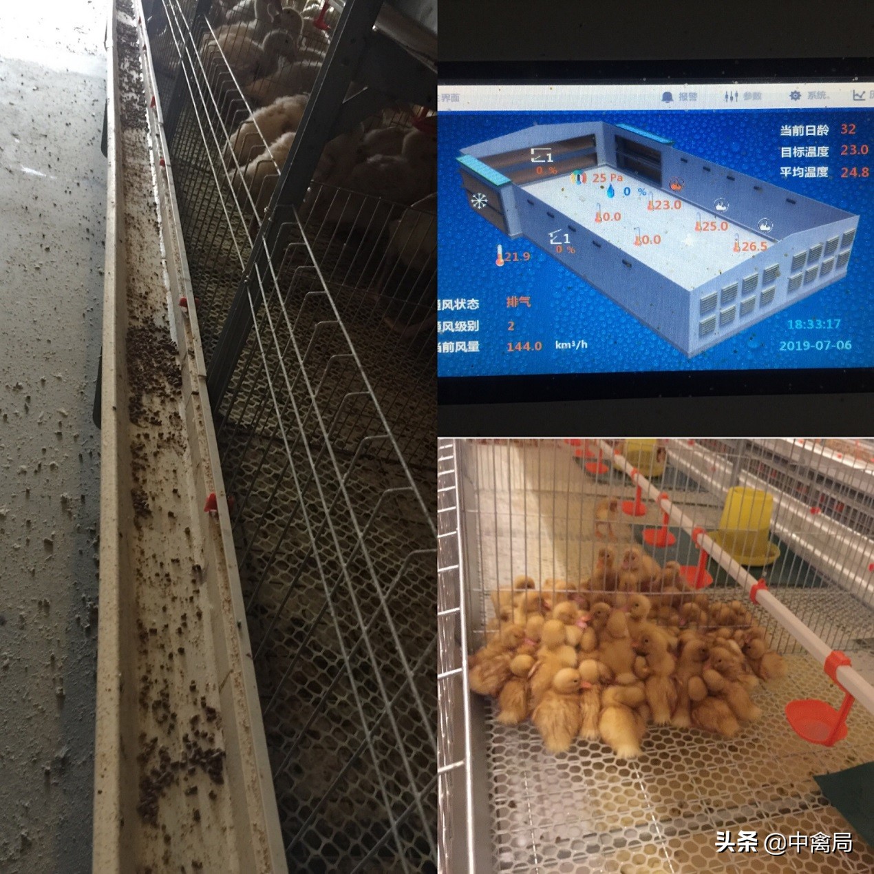 鸡小肚子疼是什么原因,鸡为什么肚子疼