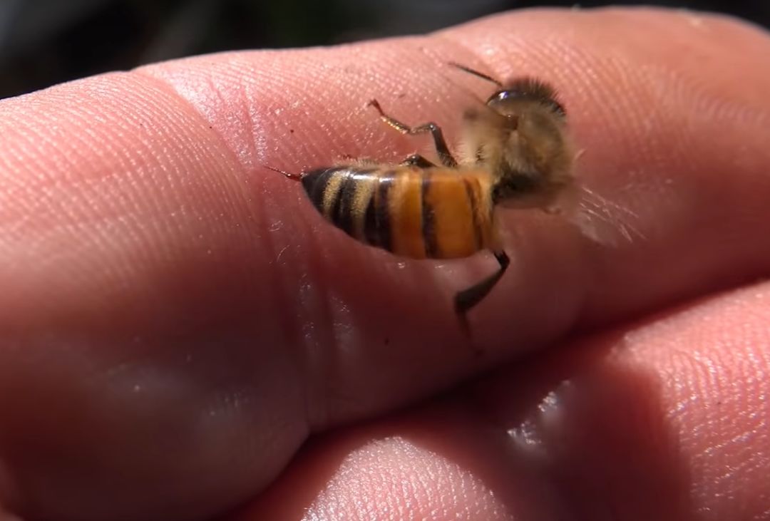 抓蜂被蜂蜇的视频,抓山蜂被蛰死