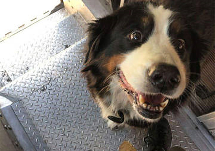 邮递员身边总有小宠物，还偷偷上他车，竟是被其身上的气味吸引