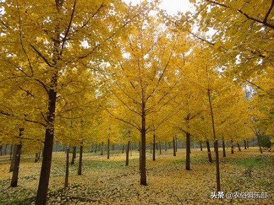 房前不种桑树房后不种柳树,前不种桑后不栽柳意味什么