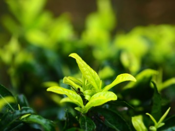 大雪，以像表意说说四季饮茶