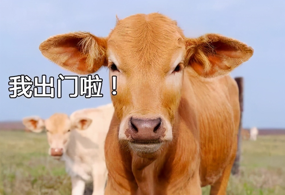 12306售票系统这么强大！为什么你还是抢不到火车票？