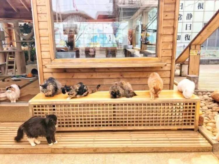 最值得买的猫爪杯,抢购猫爪杯其实可以优雅些