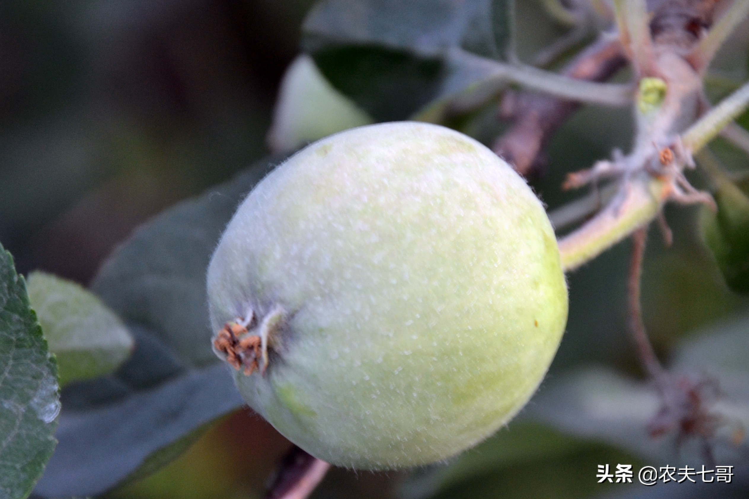 苹果为啥星点大？原因在这里，3项措施让苹果星点变小表光好