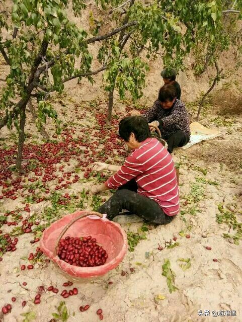 用蜂蜜和红枣怎么做好喝,蜂蜜红枣红薯的做法