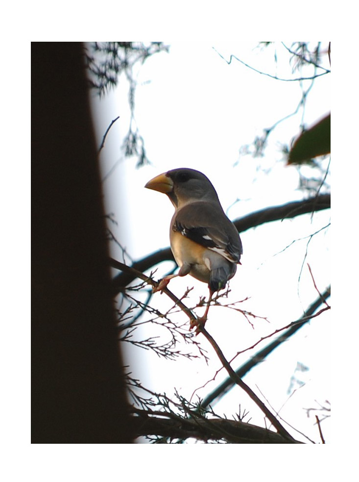 尼康d40x详细介绍,尼康d40x狗头机