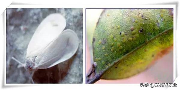 柑橘病虫害识别软件,天天学农柑橘病虫害