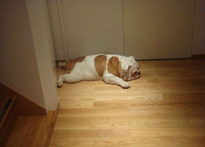 狗狗癫痫病发作怎么处理,狗狗癫癫的是什么原因