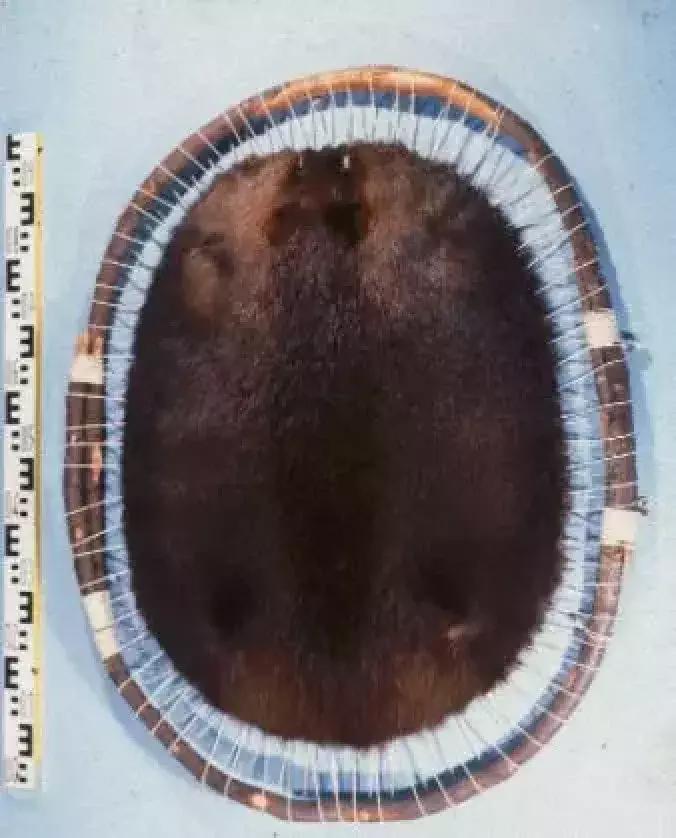 河狸皮毛的优点,河狸皮毛十分名贵