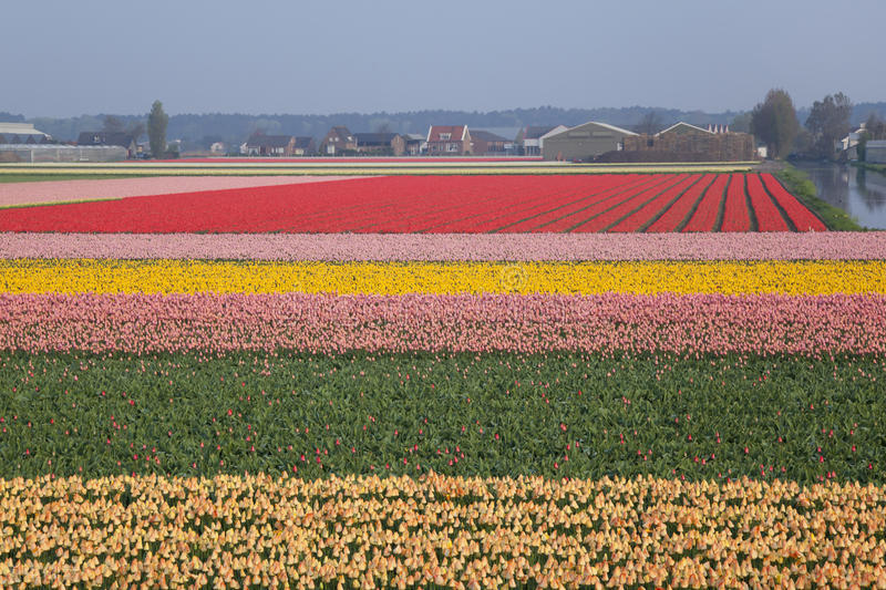 荷兰冷知识完整版,荷兰的30个冷知识您知道吗