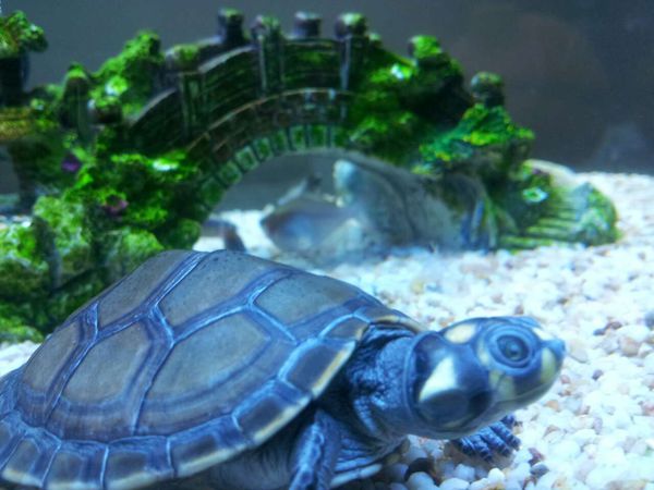 水族箱养鱼龟混养造景,热带鱼混养龟最佳搭配