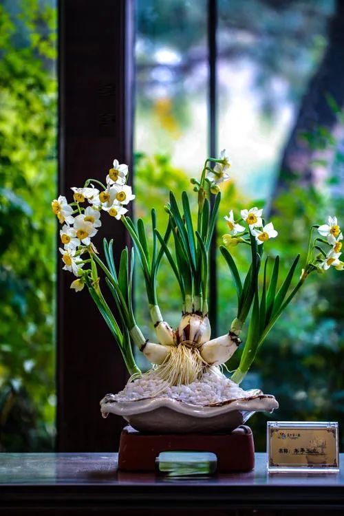 南美水仙浇水的正确方法,水仙花开前怎么浇水