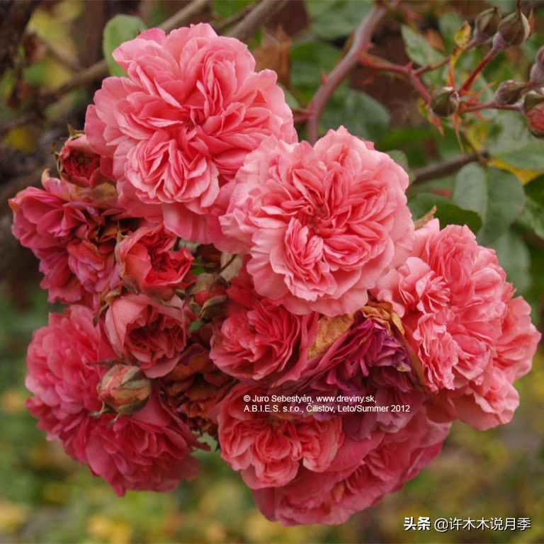 买到假月季苗怎么办,怎样网购月季不受骗