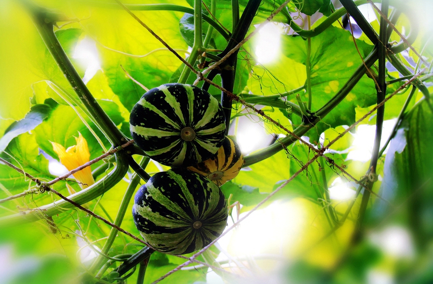 扫落叶的诗句,扫落叶优美诗句