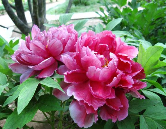 养花浇淘米水和啤酒好吗,啤酒养花好还是雪碧养花好