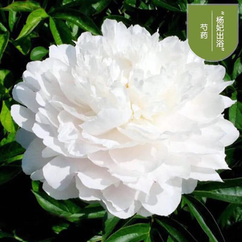 杨妃出浴是牡丹还是芍药,杨妃出浴芍药品种是进口品种吗