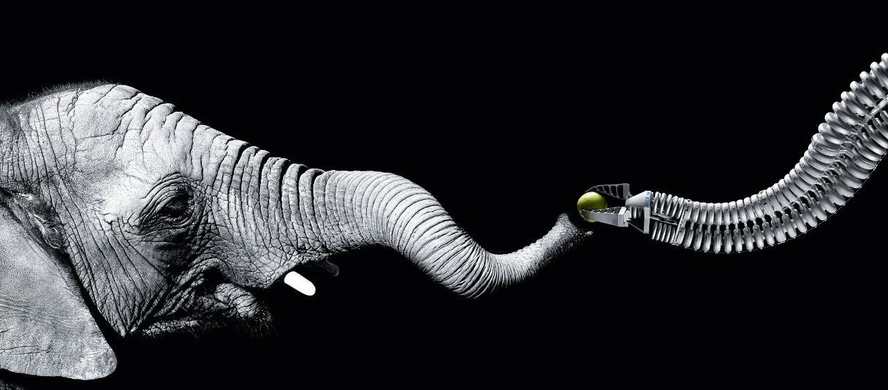 眼镜蛇被蛇咬,最担心的事终于发生了