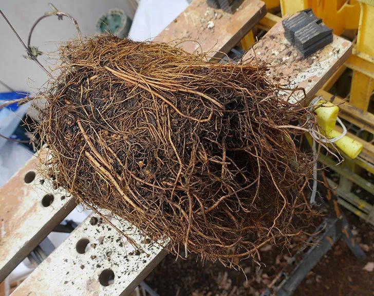 铁线莲春季发芽了还能换盆吗,铁线莲春季花后要换盆吗