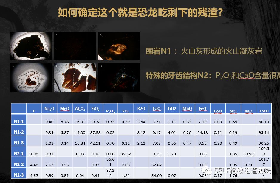 关于恐龙的研究详细,恐龙食谱大全及做法