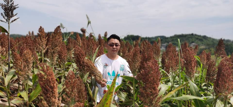 红了！红了！这些天的南充市嘉陵区龙蟠镇真的是“红遍天”了