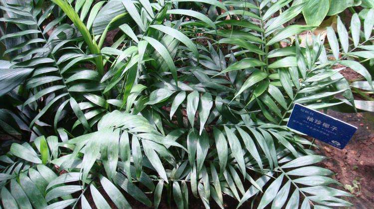 袖珍椰子发黄怎么办,袖珍椰子怎么养才不会黄叶