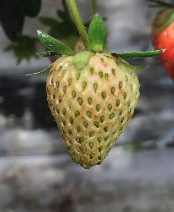 草莓叶子上涂油能防治蓟马吗,草莓坐果期杀蓟马用什么药最好