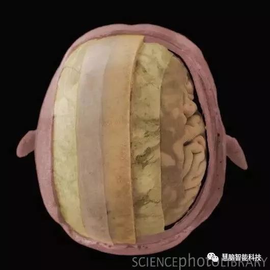 大脑工作原理,一张图看懂人类大脑工作原理