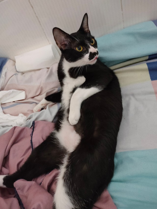 猫咪生病怎么办最有效的方法,问一下猫咪如果生病了该怎么办