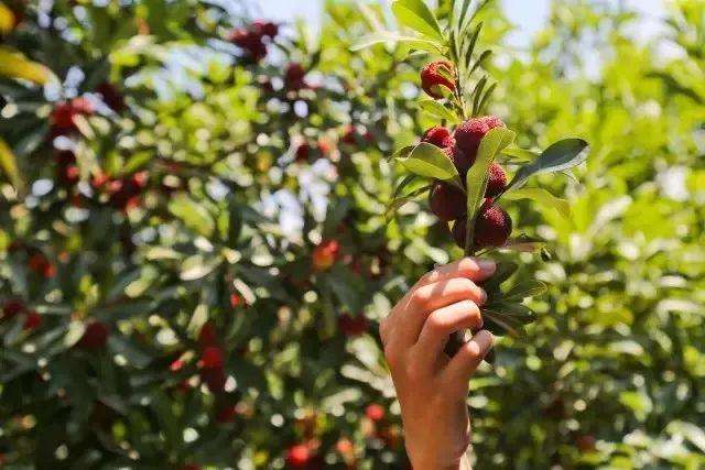 喜欢吃杨梅的朋友看过来！湖州摘杨梅攻略请查收