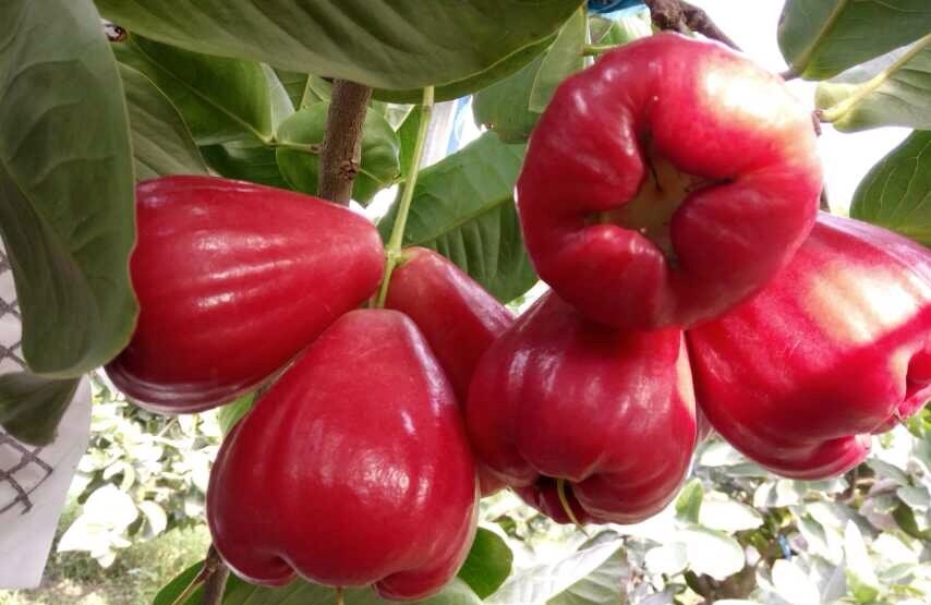 海南有哪些热带水果推荐,带你了解海南热带水果