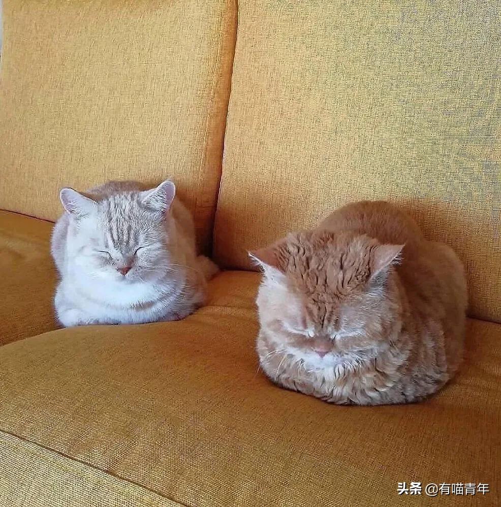 医生说我家猫很有性格,医生说我的猫有点傻