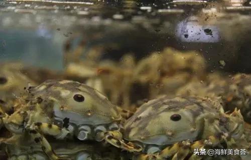 100种不同名字的海鲜,10种常见海鲜大全