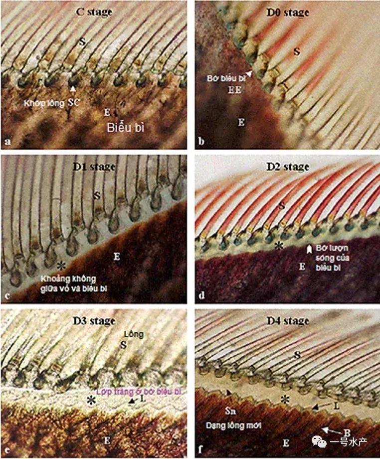 养虾脱壳期技巧和注意事项,养殖虾脱壳后需补什么