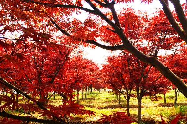 苗木产业，肥西高质量发展的最美底色——写在2020合肥苗木交易花卉交易大会开幕之际