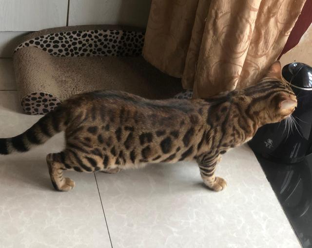 平时给猫吃什么比较好,可以每天给猫吃肉吗