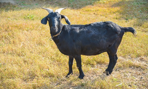 广东湛江市十大特产,湛江雷州十大特产