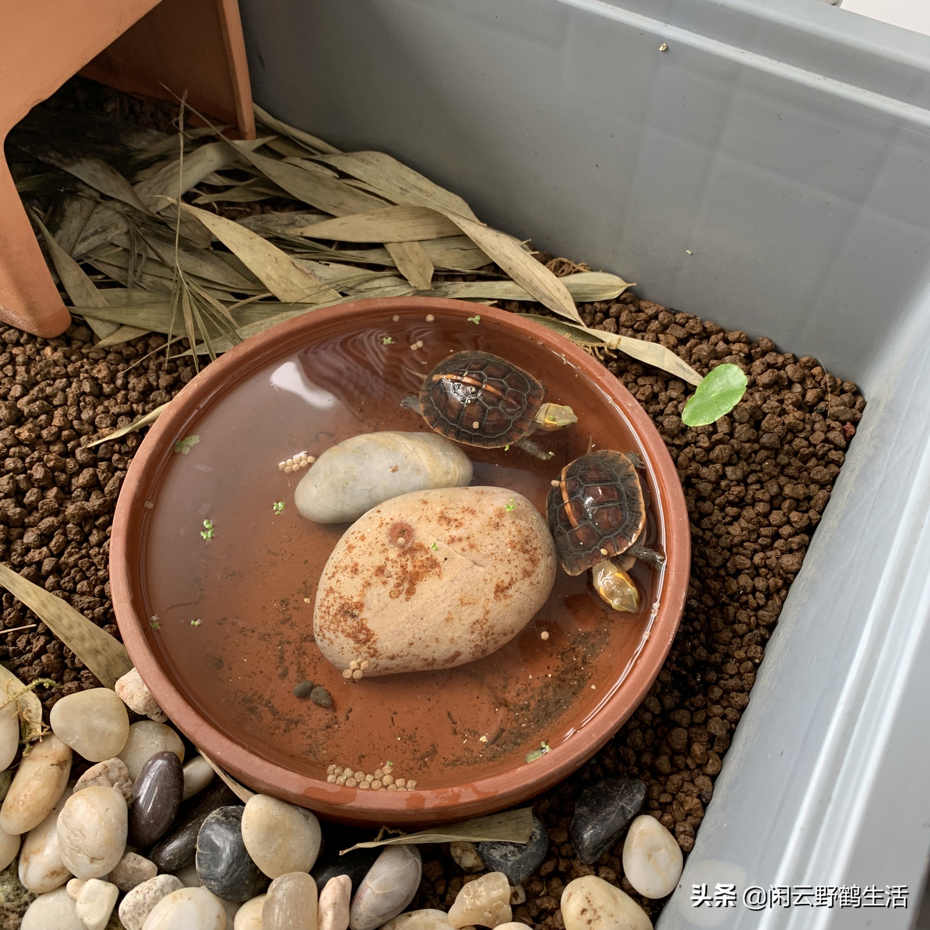 宠物龟冬眠的最佳方法,宠物龟冬眠需要准备什么