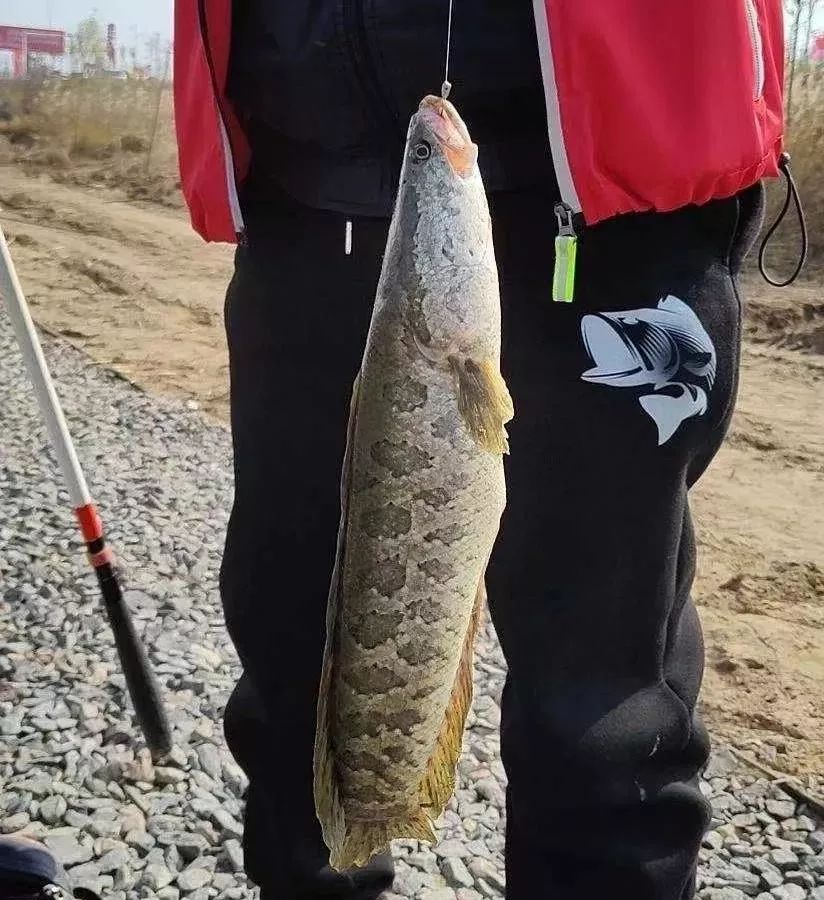 大师新手各亮绝技，1200人竞逐“古黄河野钓王”——2019年江苏省第三届古黄河野钓大赛侧记