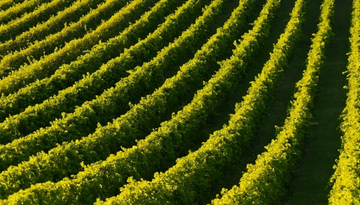 防治血友病出血最重要的措施,出血能止住是血友病吗