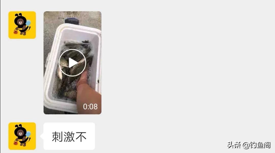 嫩玉米钓鲤鱼会降低鲤鱼警惕性吗,鲤鱼可以用玉米钓了吗