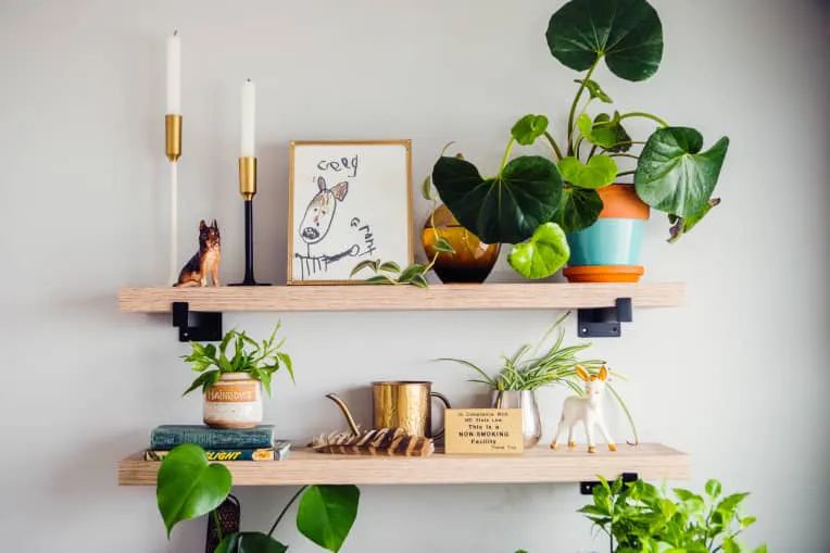 100㎡的家养了99株植物，我醉氧了…