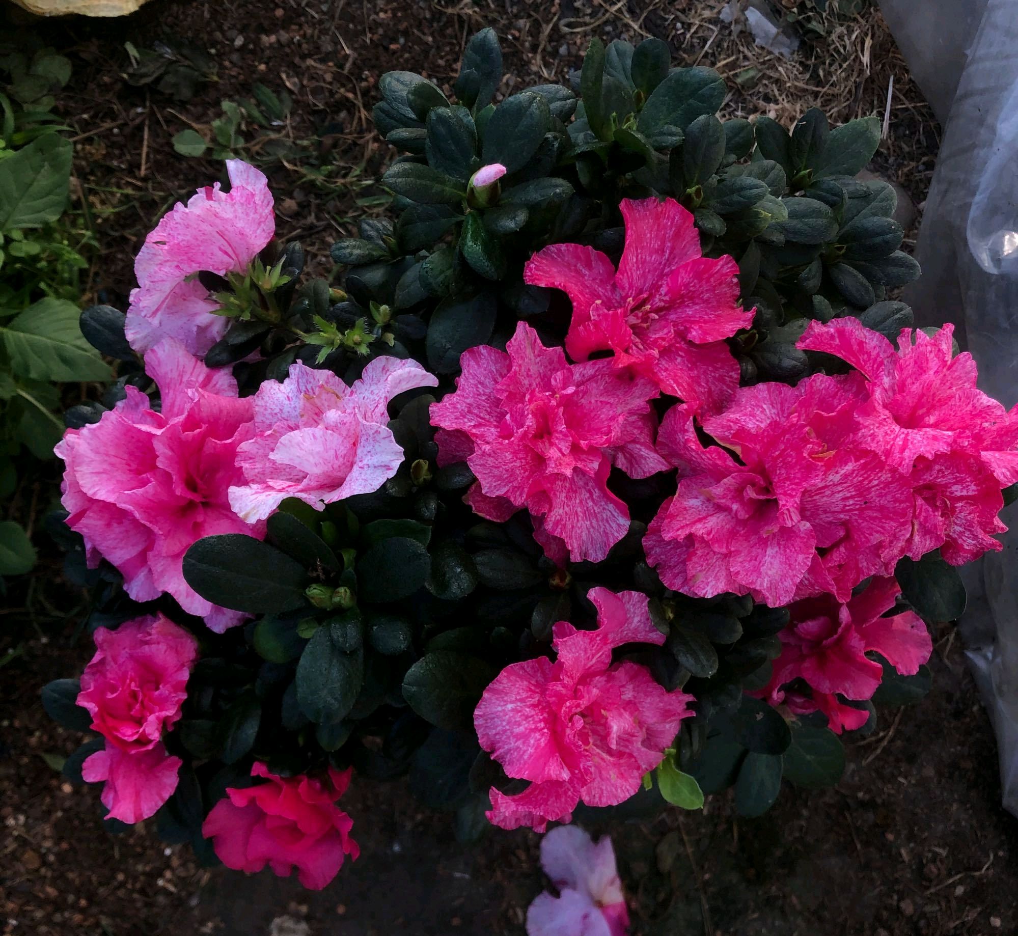 杜鹃花一直发黑还能缓过来吗,杜鹃花家里养护应该注意什么